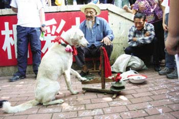 8歲小狗會算加減乘除(圖)